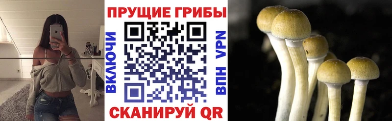 Псилоцибиновые грибы GOLDEN TEACHER  ОМГ ОМГ вход  Ветлуга 